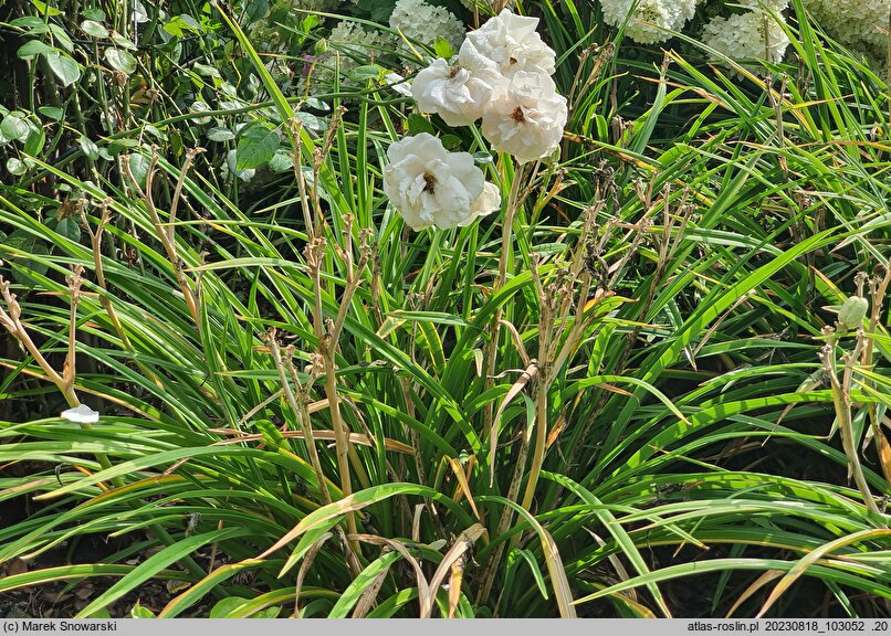 Hemerocallis ×hybrida Orient Point
