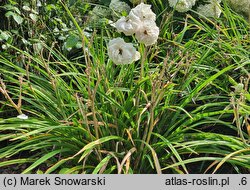 Hemerocallis ×hybrida Orient Point