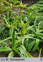 Gentiana tibetica (goryczka tybetańska)
