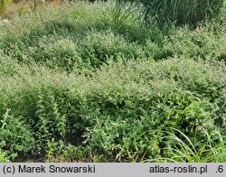 Mentha suaveolens Variegata