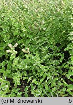 Mentha suaveolens Variegata