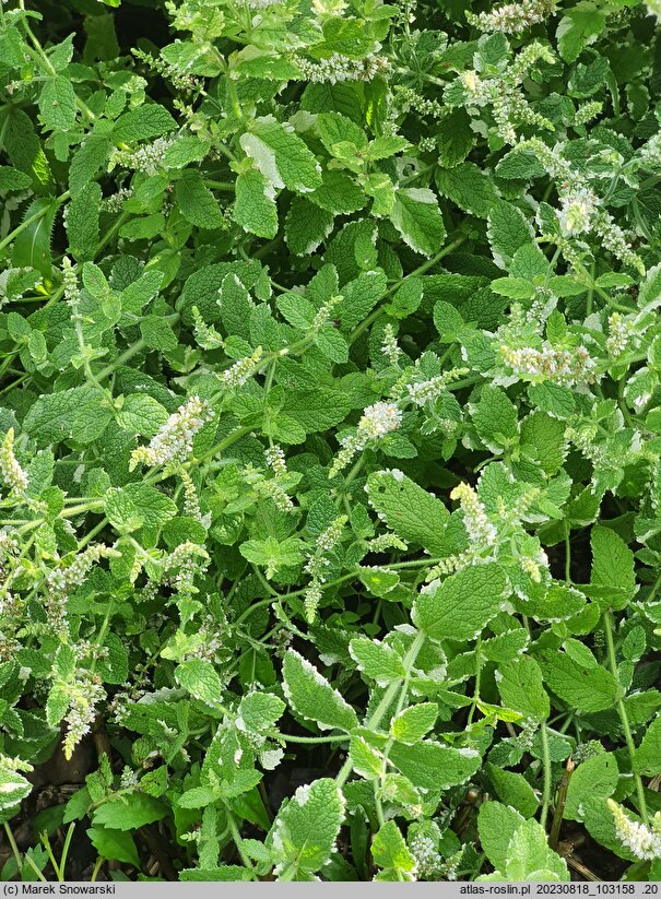 Mentha suaveolens Variegata