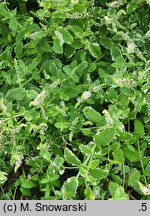 Mentha suaveolens Variegata