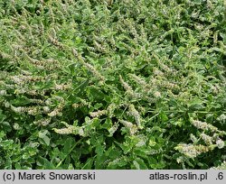 Mentha suaveolens Variegata