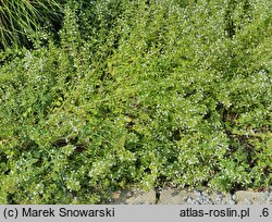 Clinopodium nepeta White Cloud