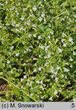 Clinopodium nepeta White Cloud