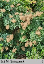 Cotinus coggygria Lisjo