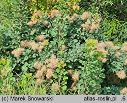 Cotinus coggygria Lisjo