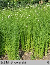 Aster iinumae (aster pierzastolistny)