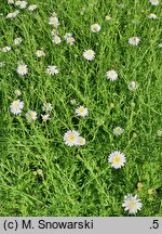Aster iinumae (aster pierzastolistny)