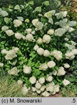Hydrangea paniculata Zwijnenburg