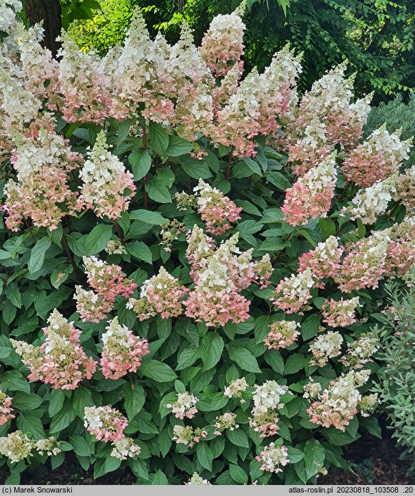 Hydrangea paniculata Baby Lace