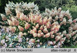 Hydrangea paniculata Baby Lace