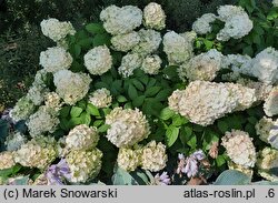 Hydrangea paniculata Kolmamon