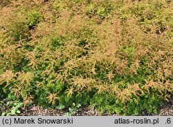 Aruncus aethusifolius (parzydło blekotolistne)