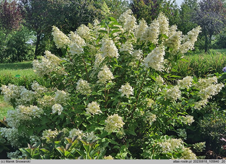 Hydrangea paniculata Dolly