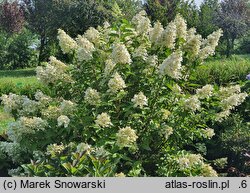 Hydrangea paniculata Dolly