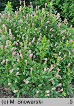 Clethra alnifolia Ruby Spice