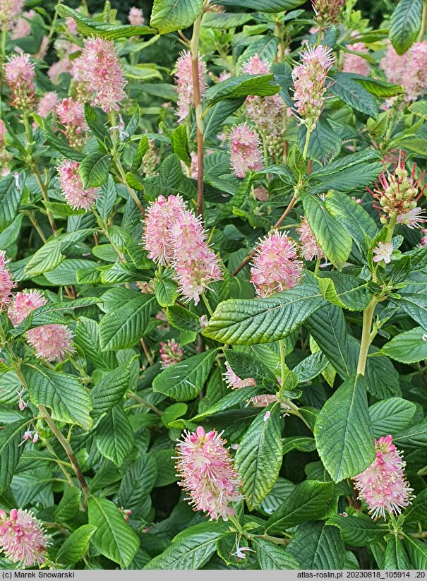Clethra alnifolia Ruby Spice