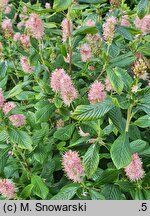Clethra alnifolia Ruby Spice