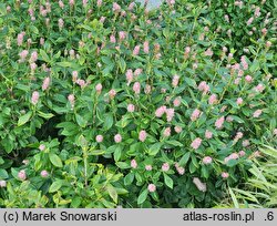 Clethra alnifolia Ruby Spice