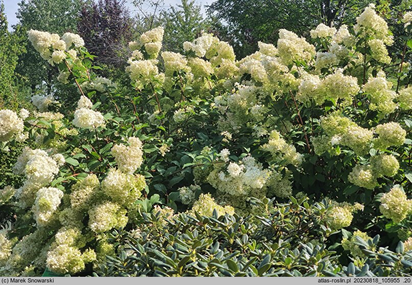 Hydrangea paniculata Diamantino