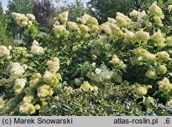 Hydrangea paniculata Diamantino