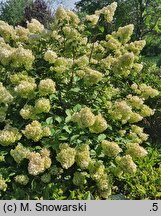 Hydrangea paniculata Diamantino