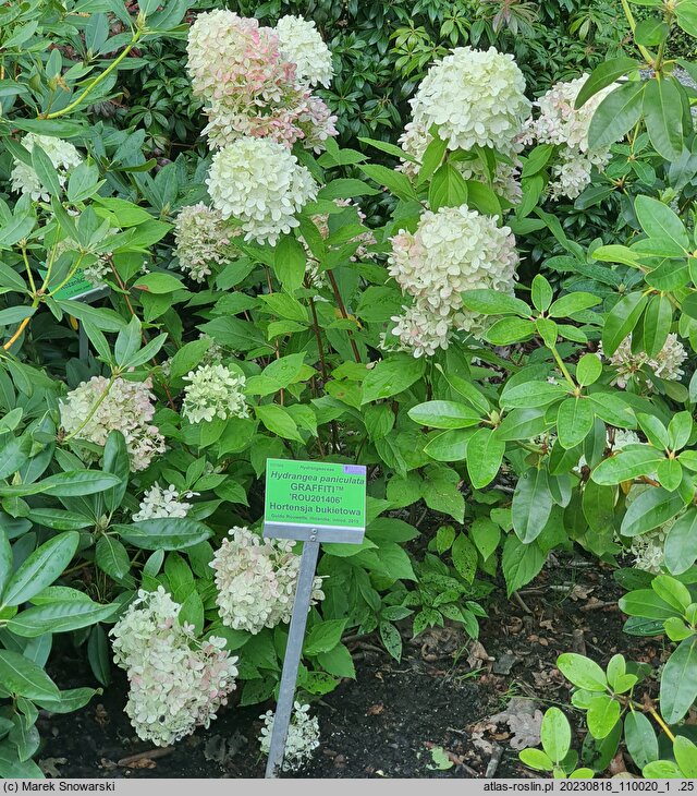 Hydrangea paniculata Grafffiti