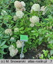 Hydrangea paniculata Grafffiti