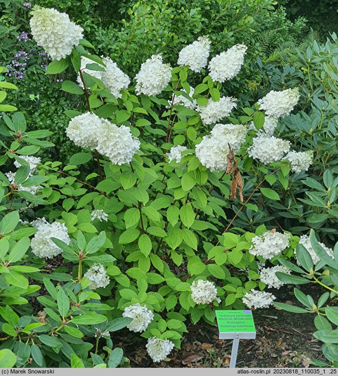 Hydrangea paniculata Magical Moonlight