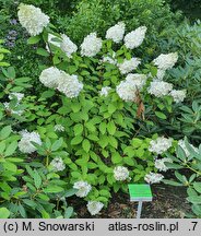 Hydrangea paniculata Magical Moonlight