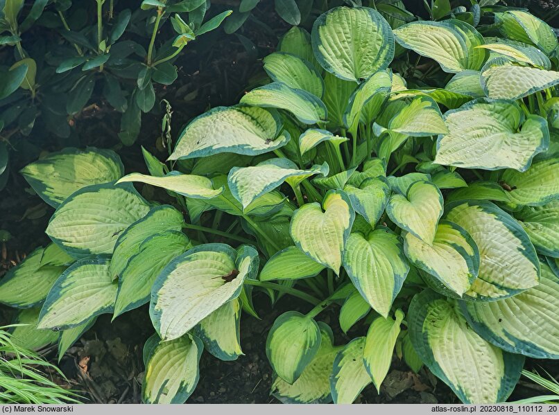Hosta Paul's Glory