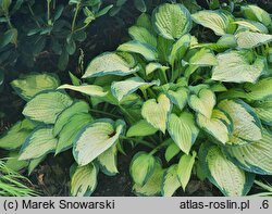 Hosta Paul's Glory