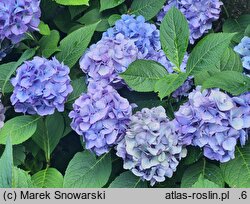 Hydrangea macrophylla Saxdifioros