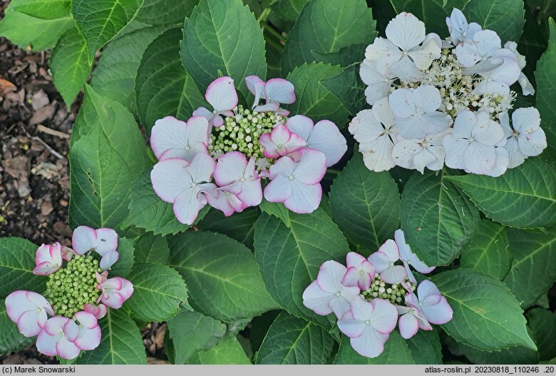 Hydrangea macrophylla Frisbee Petticoat