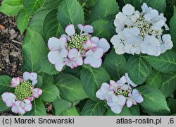 Hydrangea macrophylla Frisbee Petticoat