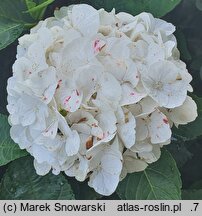 Hydrangea macrophylla Saxbriwhi
