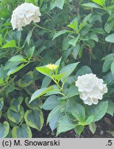 Hydrangea macrophylla Saxbriwhi