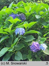 Hydrangea macrophylla Fripon