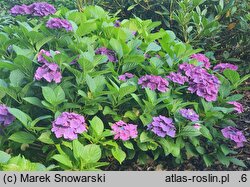 Hydrangea macrophylla Frisbee Hot Pink