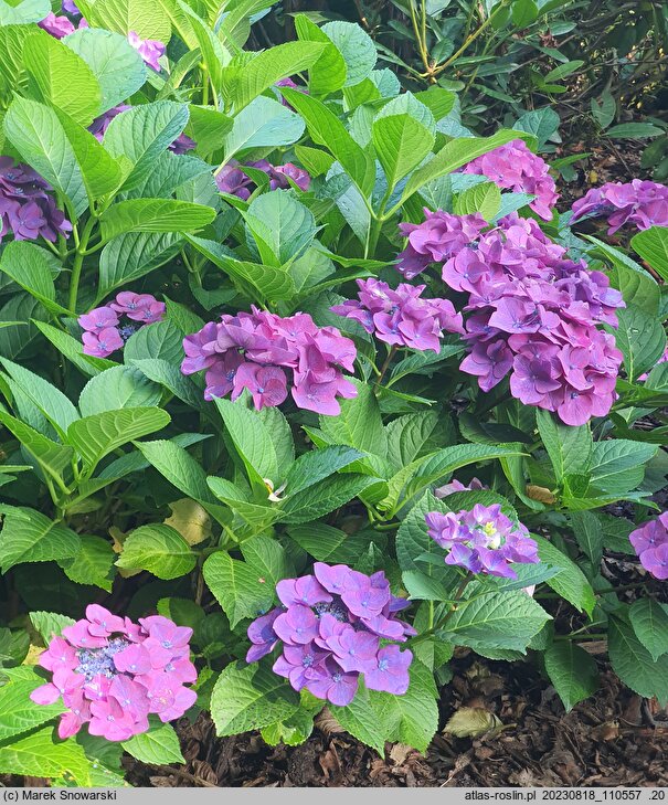 Hydrangea macrophylla Frisbee Hot Pink