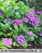 Hydrangea macrophylla Frisbee Hot Pink