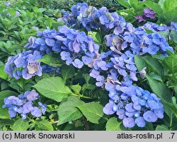 Hydrangea macrophylla Lutin
