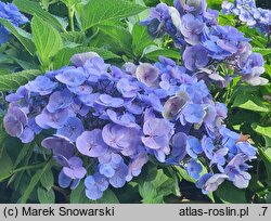 Hydrangea macrophylla Lutin
