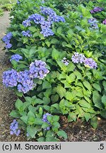 Hydrangea macrophylla Lutin