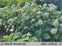 Hydrangea involucrata Yokudanka