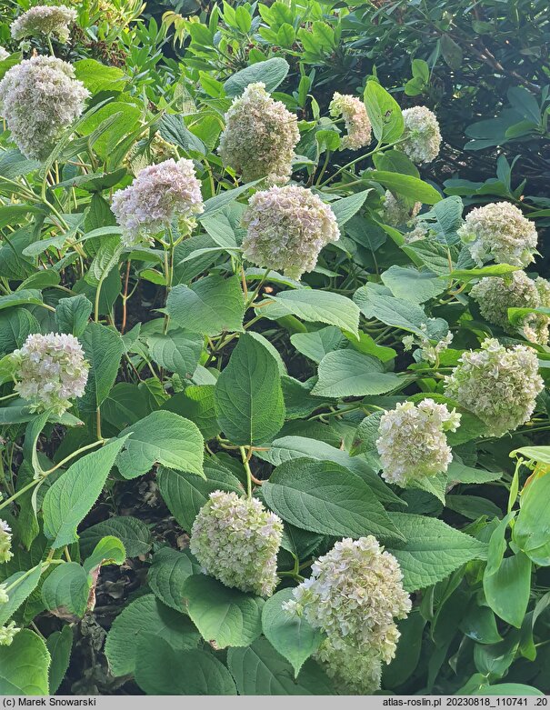 Hydrangea involucrata Yokudanka