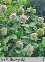 Hydrangea involucrata Yokudanka