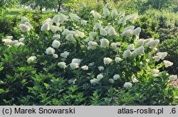 Hydrangea paniculata Magical Sweet Summer